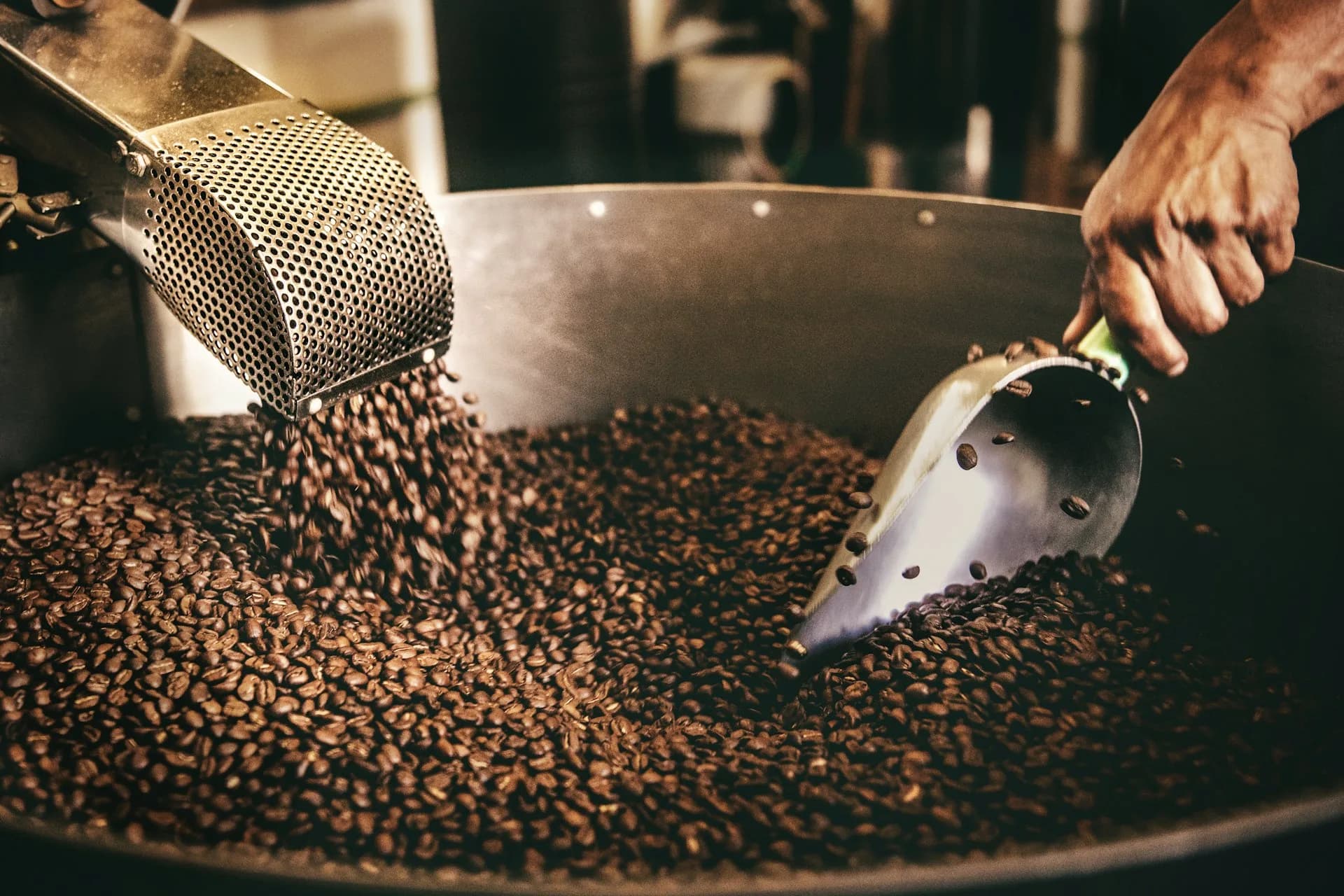 Green and roasted coffee beans with a scoop at a roastery